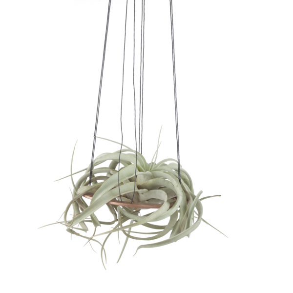 Xerographica Plant Hanger Image 1