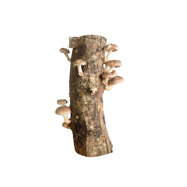 Organic Mushroom Log Image 1