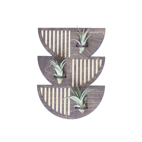 Sunrise Air Plant Wall Hanger Image 1